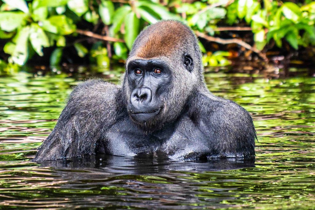 Gabon of Central Africa truly is the “The Last Eden” on Earth and here are photos to prove it Gabon of Central Africa truly is the “The Last Eden” on Earth and here are photos to prove it - Alvinology