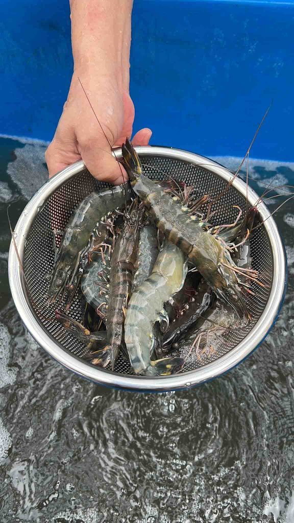 FairPrice is now selling Live Tiger Prawns for only $19.90/kg! Hurry limited stocks only! FairPrice is now selling Live Tiger Prawns for only $19.90/kg! Hurry limited stocks only! - Alvinology