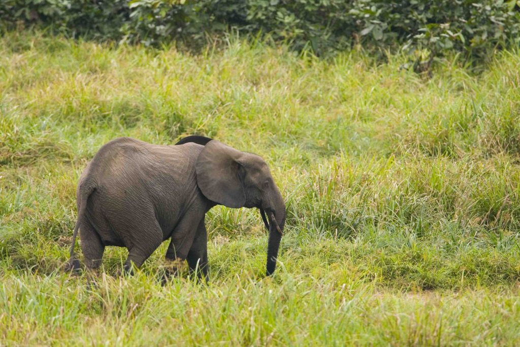 Gabon of Central Africa truly is the “The Last Eden” on Earth and here are photos to prove it Gabon of Central Africa truly is the “The Last Eden” on Earth and here are photos to prove it - Alvinology