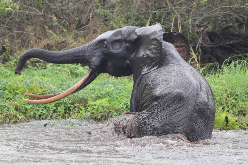 Gabon of Central Africa truly is the “The Last Eden” on Earth and here are photos to prove it Gabon of Central Africa truly is the “The Last Eden” on Earth and here are photos to prove it - Alvinology