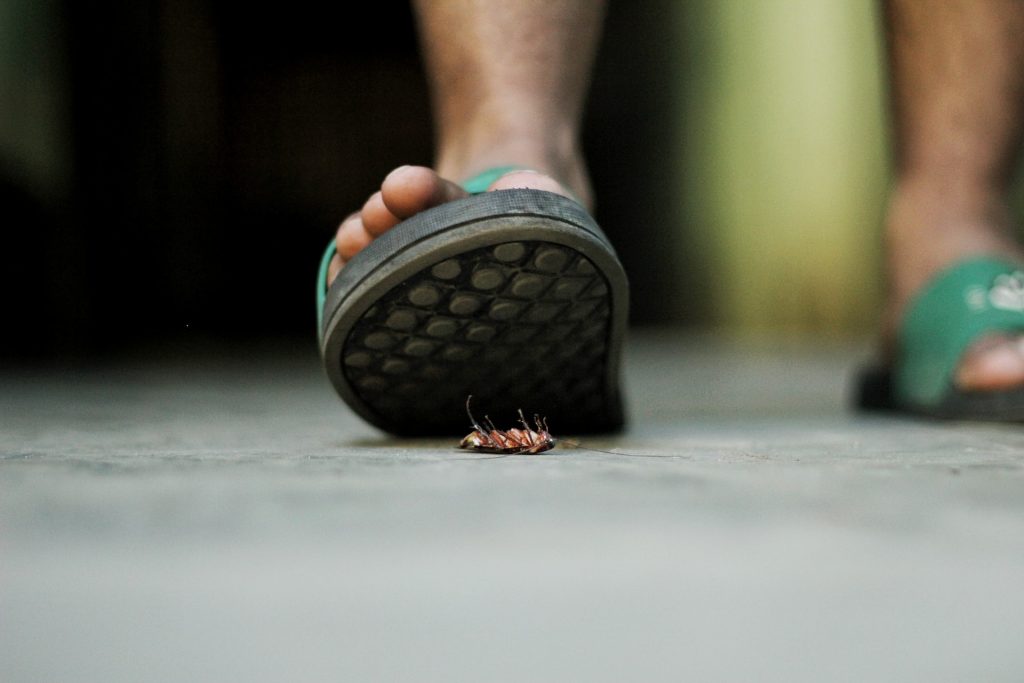 Calling pest control in San Antonio: A guide for homeowners - Alvinology