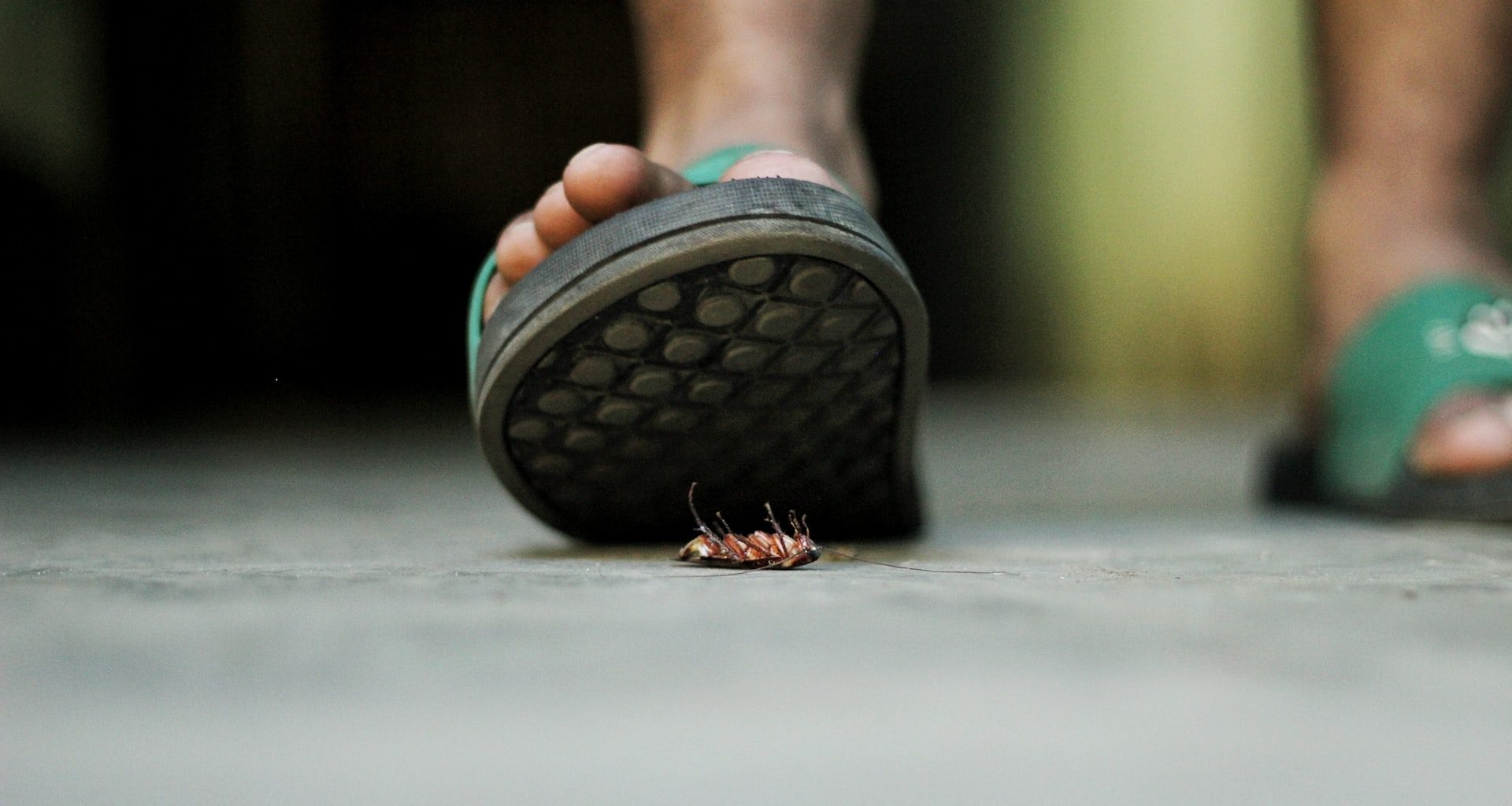 Calling pest control in San Antonio: A guide for homeowners - Alvinology