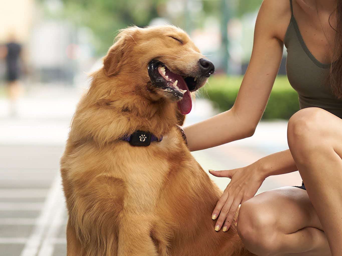 Relocating Your Pet Internationally? Discover How PetGoSG Makes It Stress-Free - Alvinology