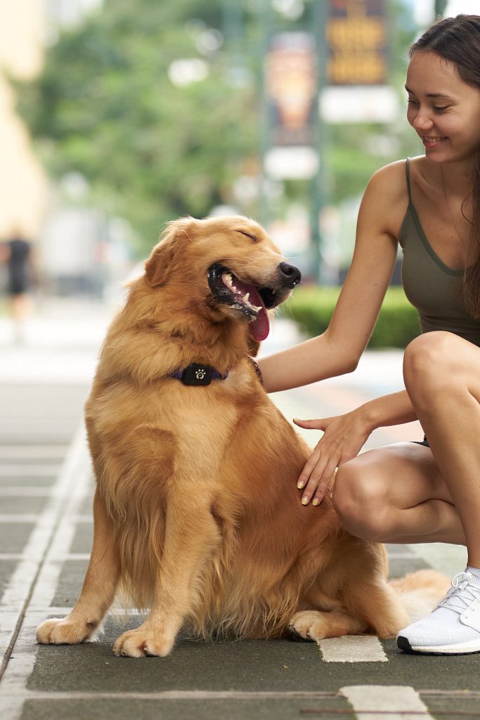 Relocating Your Pet Internationally? Discover How PetGoSG Makes It Stress-Free - Alvinology