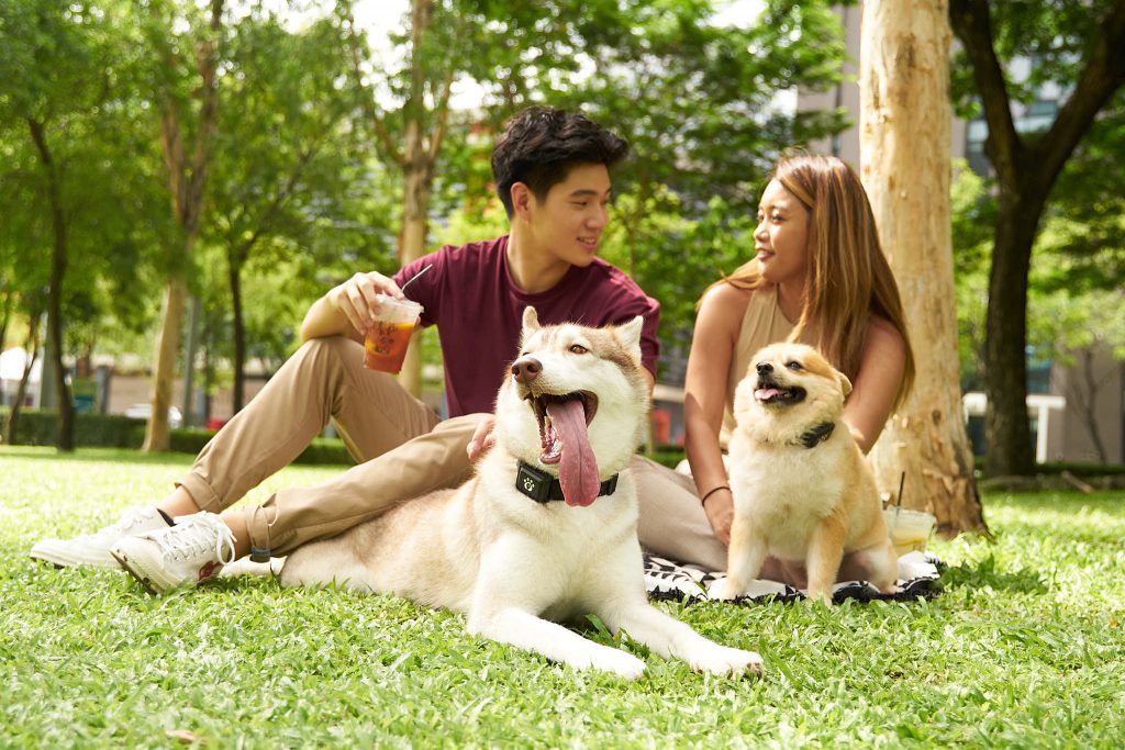 You can now ‘Speak’ with Your Pet with this new Wearable SuperApp for Pets - MyPetGo - Alvinology