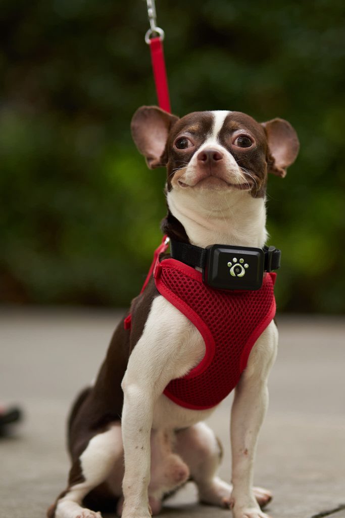 You can now ‘Speak’ with Your Pet with this new Wearable SuperApp for Pets - MyPetGo - Alvinology