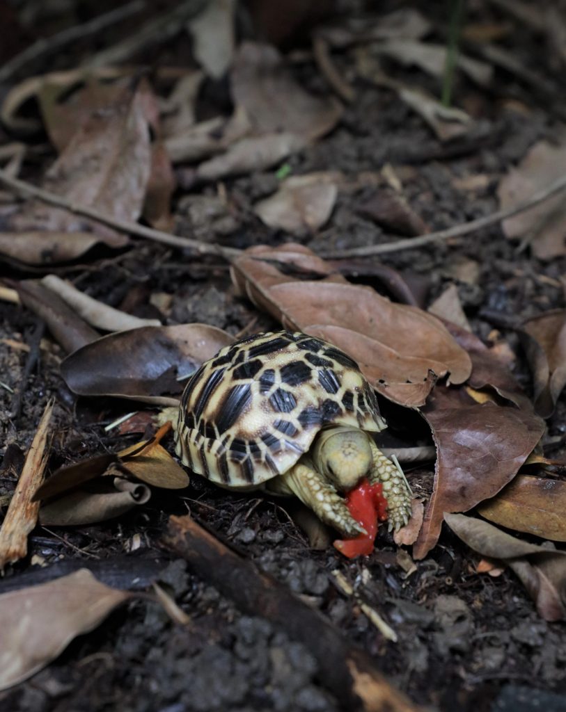Singapore Wildlife Parks had about 800 births and hatchings across 126 species in 2022 - Alvinology