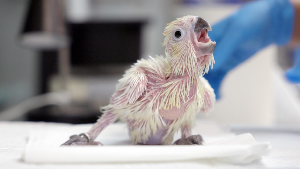 Singapore Wildlife Parks had about 800 births and hatchings across 126 species in 2022 - Alvinology