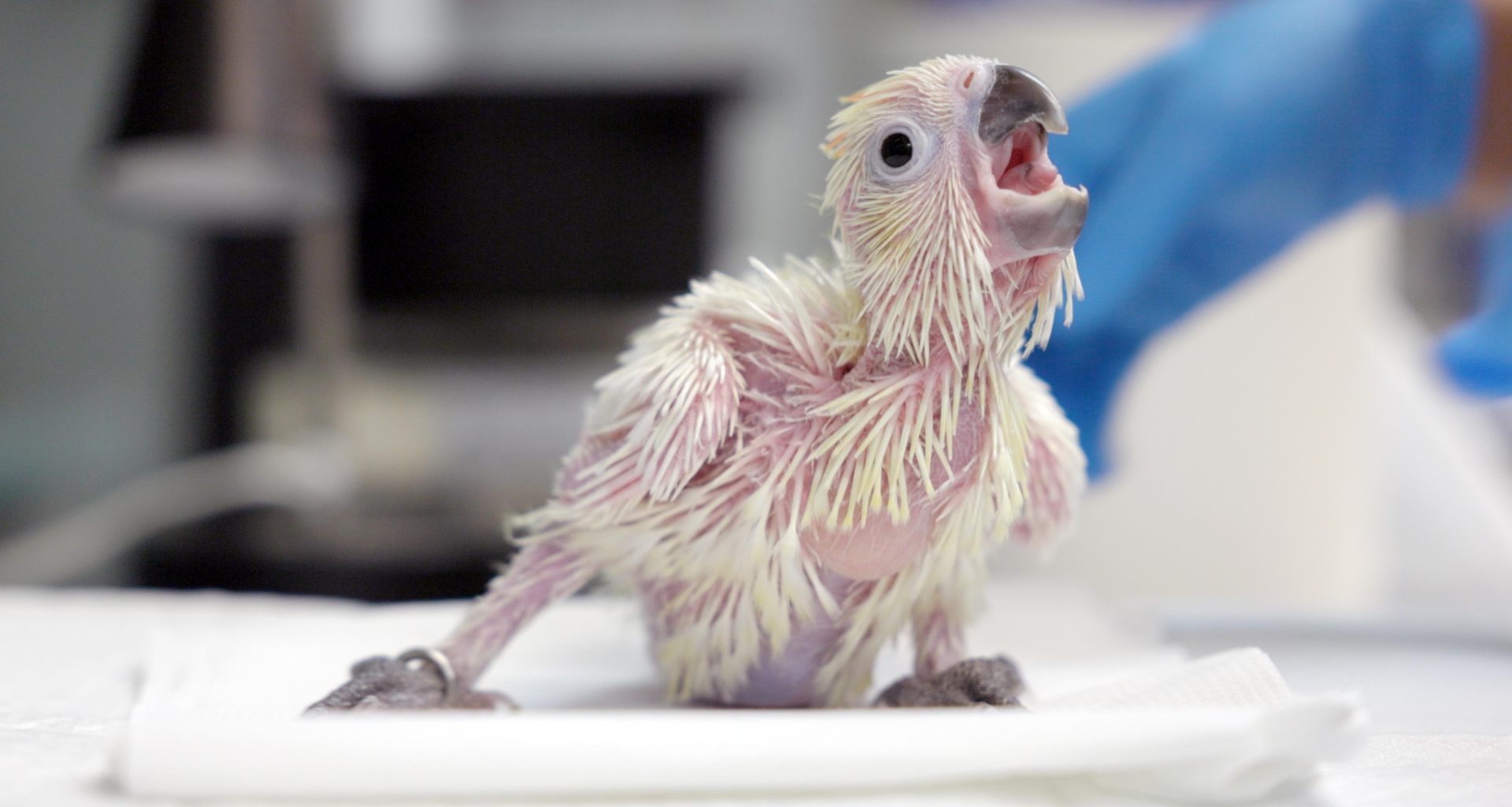 Singapore Wildlife Parks had about 800 births and hatchings across 126 species in 2022 - Alvinology