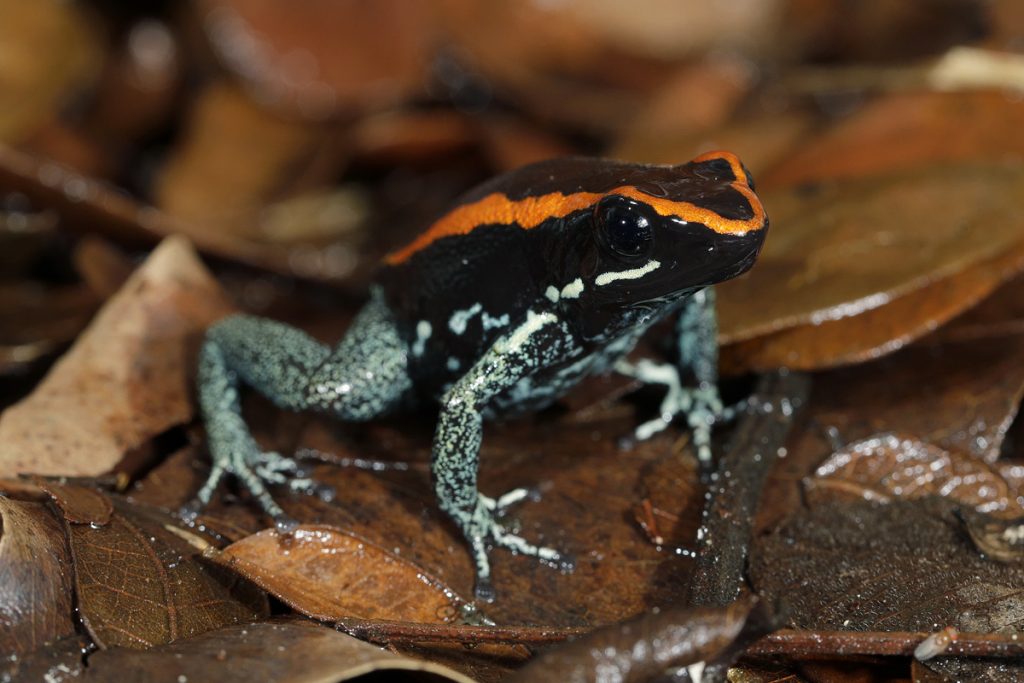 Singapore Wildlife Parks had about 800 births and hatchings across 126 species in 2022 - Alvinology
