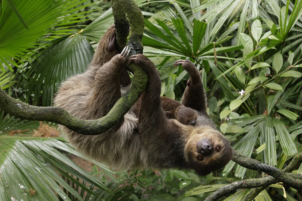 Singapore Wildlife Parks had about 800 births and hatchings across 126 species in 2022 - Alvinology