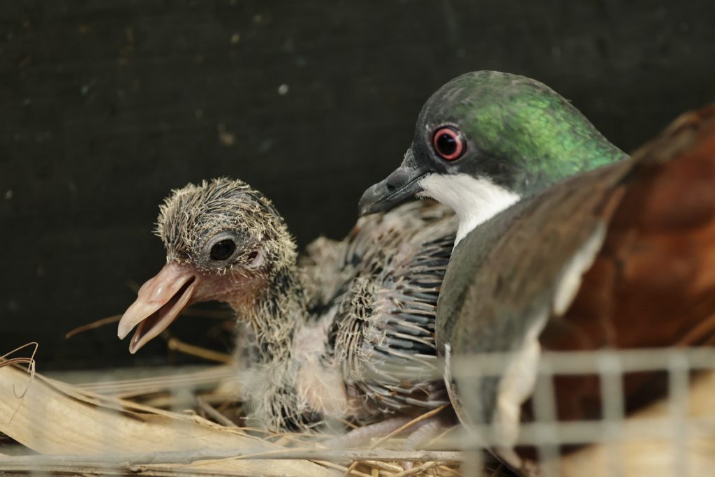 Singapore Wildlife Parks had about 800 births and hatchings across 126 species in 2022 - Alvinology