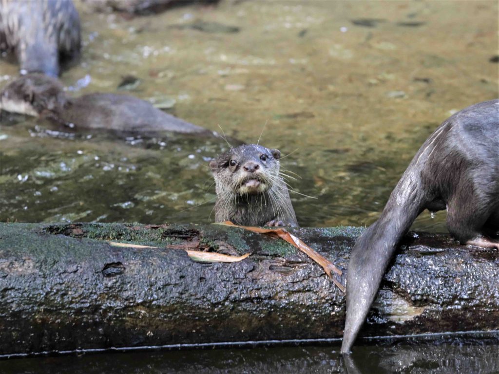 Singapore Wildlife Parks had about 800 births and hatchings across 126 species in 2022 - Alvinology