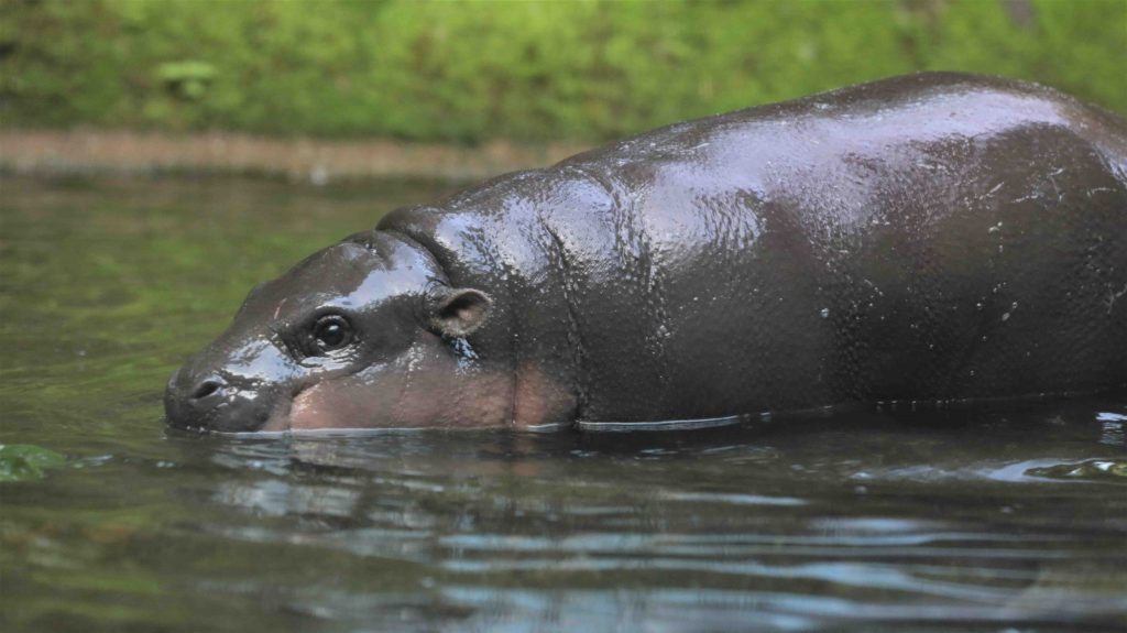 Singapore Wildlife Parks had about 800 births and hatchings across 126 species in 2022 - Alvinology