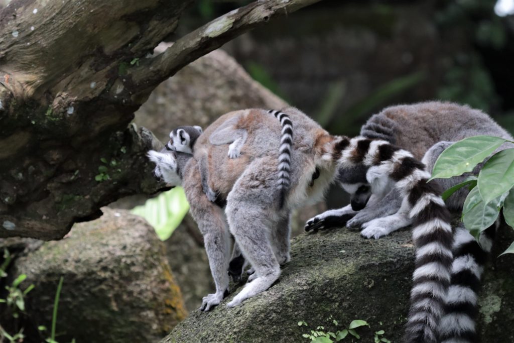 Singapore Wildlife Parks had about 800 births and hatchings across 126 species in 2022 - Alvinology