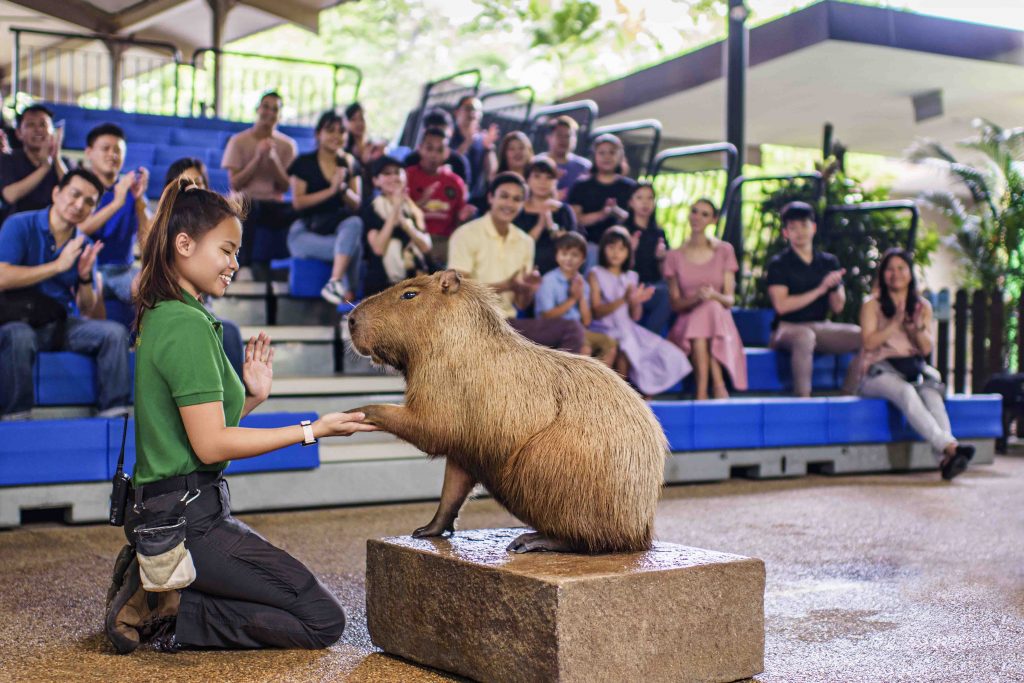 Unwind and drift to sleep in a luxurious air-conditioned glamping tent at Singapore Zoo this April - Alvinology