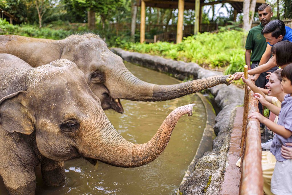 Unwind and drift to sleep in a luxurious air-conditioned glamping tent at Singapore Zoo this April - Alvinology