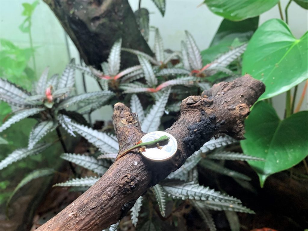 Singapore Wildlife Parks had about 800 births and hatchings across 126 species in 2022 - Alvinology