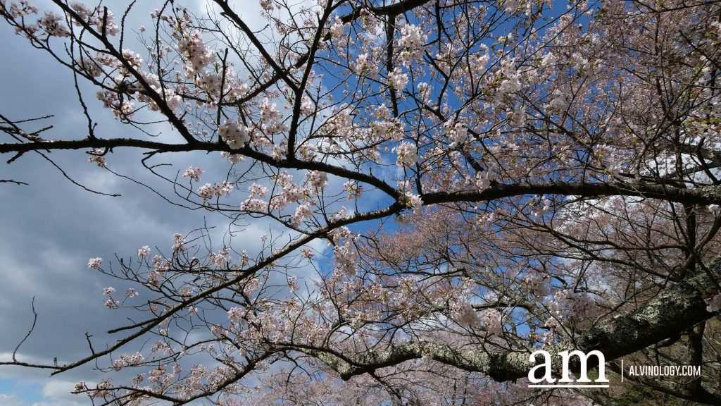 Tohoku, Japan: A Checklist of Hidden Gems to Visit During Cherry Blossom Season Tohoku, Japan: A Checklist of Hidden Gems to Visit During Cherry Blossom Season - Alvinology