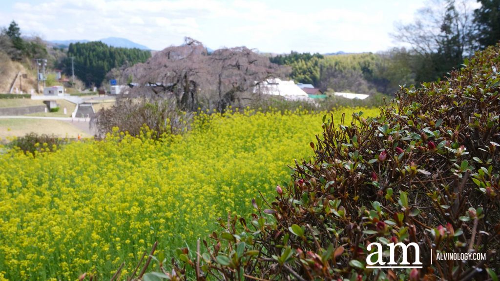 Tohoku, Japan: A Checklist of Hidden Gems to Visit During Cherry Blossom Season Tohoku, Japan: A Checklist of Hidden Gems to Visit During Cherry Blossom Season - Alvinology