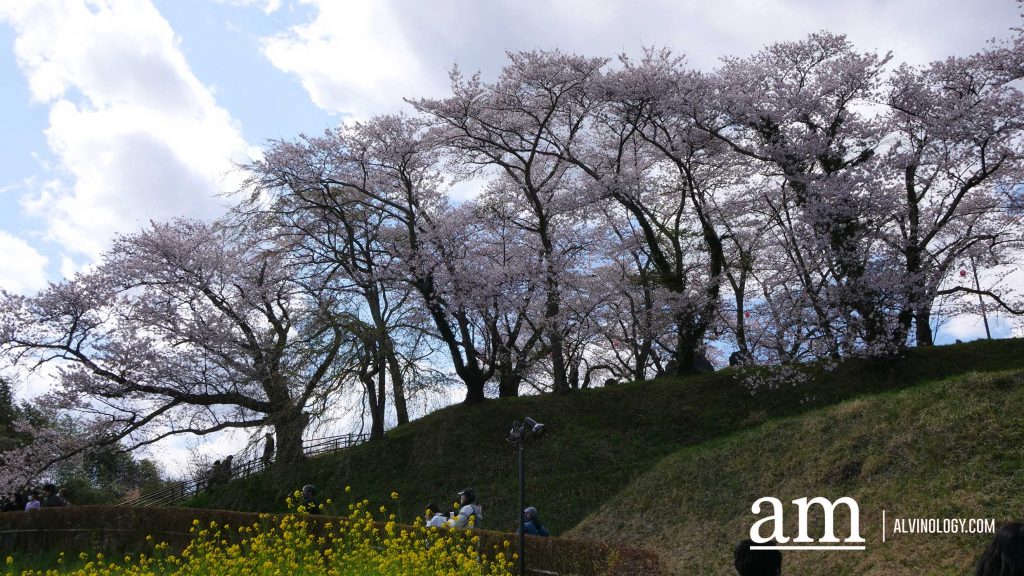 Tohoku, Japan: A Checklist of Hidden Gems to Visit During Cherry Blossom Season Tohoku, Japan: A Checklist of Hidden Gems to Visit During Cherry Blossom Season - Alvinology
