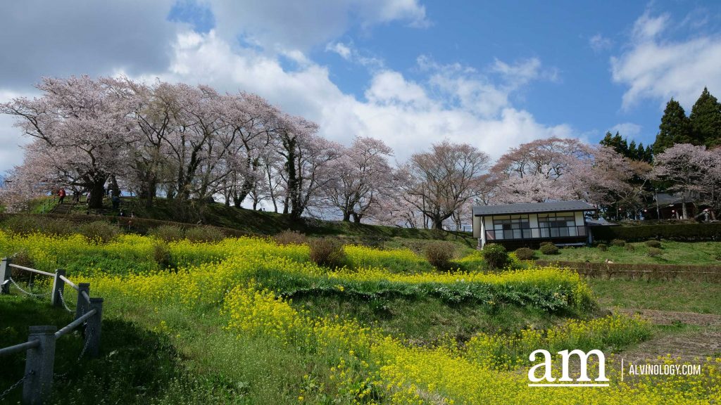 Tohoku, Japan: A Checklist of Hidden Gems to Visit During Cherry Blossom Season Tohoku, Japan: A Checklist of Hidden Gems to Visit During Cherry Blossom Season - Alvinology