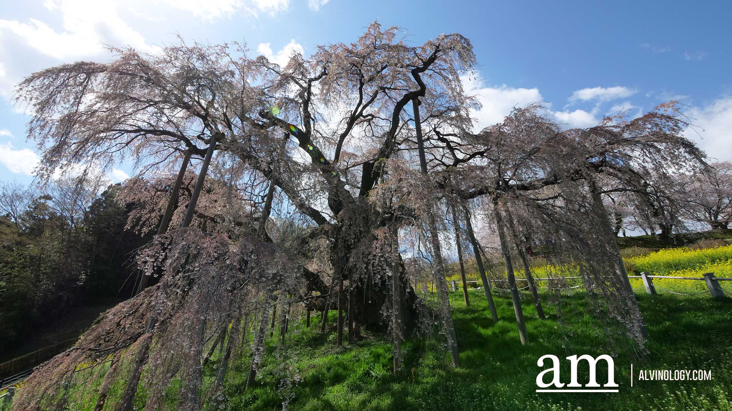 Tohoku, Japan: A Checklist of Hidden Gems to Visit During Cherry Blossom Season Tohoku, Japan: A Checklist of Hidden Gems to Visit During Cherry Blossom Season - Alvinology