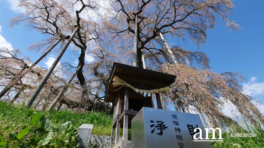 Tohoku, Japan: A Checklist of Hidden Gems to Visit During Cherry Blossom Season Tohoku, Japan: A Checklist of Hidden Gems to Visit During Cherry Blossom Season - Alvinology