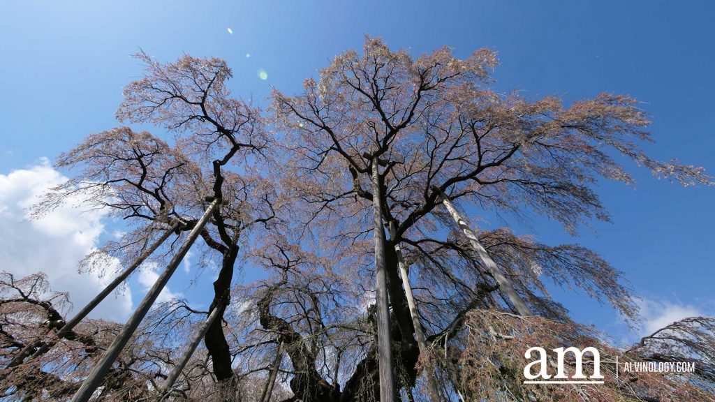 Tohoku, Japan: A Checklist of Hidden Gems to Visit During Cherry Blossom Season Tohoku, Japan: A Checklist of Hidden Gems to Visit During Cherry Blossom Season - Alvinology