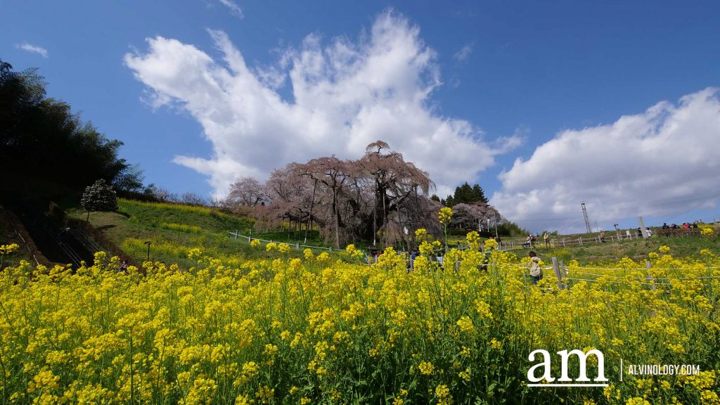 Tohoku, Japan: A Checklist of Hidden Gems to Visit During Cherry Blossom Season Tohoku, Japan: A Checklist of Hidden Gems to Visit During Cherry Blossom Season - Alvinology