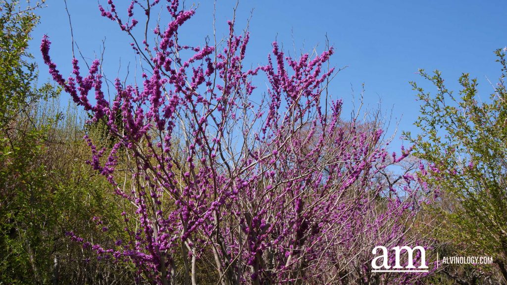Tohoku, Japan: A Checklist of Hidden Gems to Visit During Cherry Blossom Season Tohoku, Japan: A Checklist of Hidden Gems to Visit During Cherry Blossom Season - Alvinology