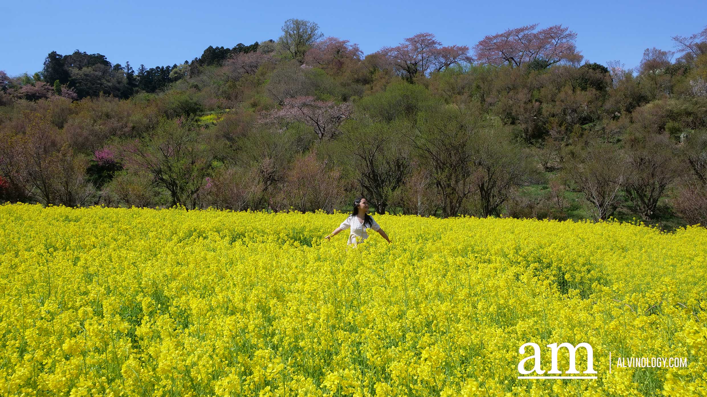 Tohoku, Japan: A Checklist of Hidden Gems to Visit During Cherry Blossom Season Tohoku, Japan: A Checklist of Hidden Gems to Visit During Cherry Blossom Season - Alvinology
