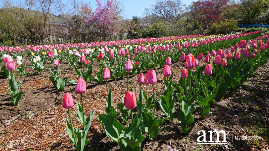 Tohoku, Japan: A Checklist of Hidden Gems to Visit During Cherry Blossom Season Tohoku, Japan: A Checklist of Hidden Gems to Visit During Cherry Blossom Season - Alvinology