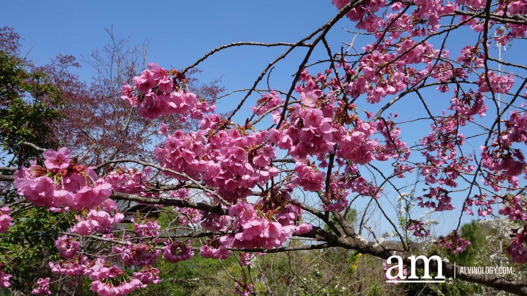 Tohoku, Japan: A Checklist of Hidden Gems to Visit During Cherry Blossom Season Tohoku, Japan: A Checklist of Hidden Gems to Visit During Cherry Blossom Season - Alvinology