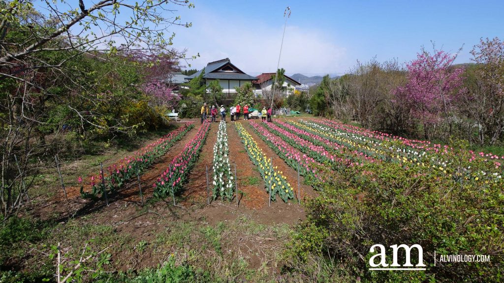 Tohoku, Japan: A Checklist of Hidden Gems to Visit During Cherry Blossom Season Tohoku, Japan: A Checklist of Hidden Gems to Visit During Cherry Blossom Season - Alvinology