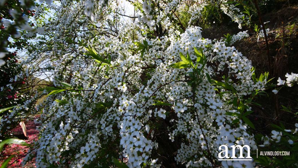 Tohoku, Japan: A Checklist of Hidden Gems to Visit During Cherry Blossom Season Tohoku, Japan: A Checklist of Hidden Gems to Visit During Cherry Blossom Season - Alvinology