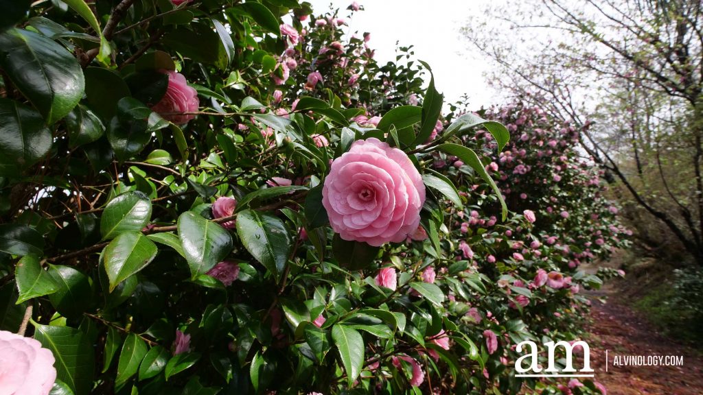 Tohoku, Japan: A Checklist of Hidden Gems to Visit During Cherry Blossom Season Tohoku, Japan: A Checklist of Hidden Gems to Visit During Cherry Blossom Season - Alvinology