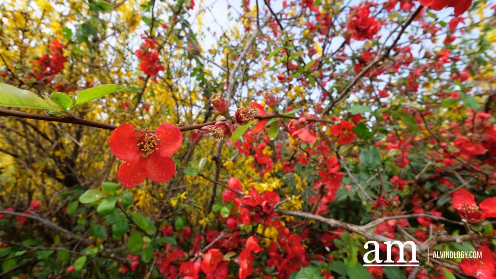 Tohoku, Japan: A Checklist of Hidden Gems to Visit During Cherry Blossom Season Tohoku, Japan: A Checklist of Hidden Gems to Visit During Cherry Blossom Season - Alvinology