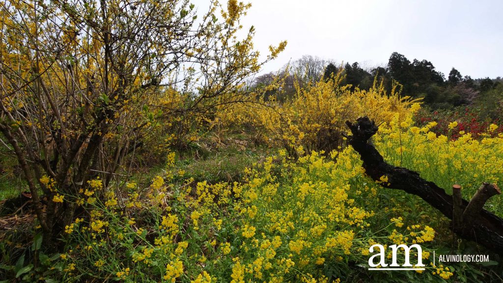 Tohoku, Japan: A Checklist of Hidden Gems to Visit During Cherry Blossom Season Tohoku, Japan: A Checklist of Hidden Gems to Visit During Cherry Blossom Season - Alvinology