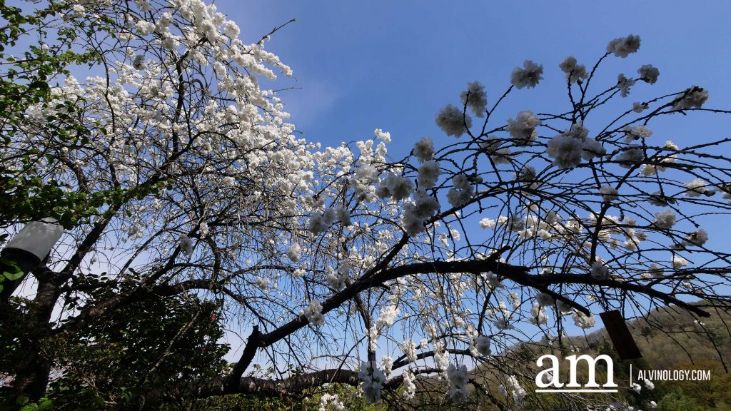 Tohoku, Japan: A Checklist of Hidden Gems to Visit During Cherry Blossom Season Tohoku, Japan: A Checklist of Hidden Gems to Visit During Cherry Blossom Season - Alvinology