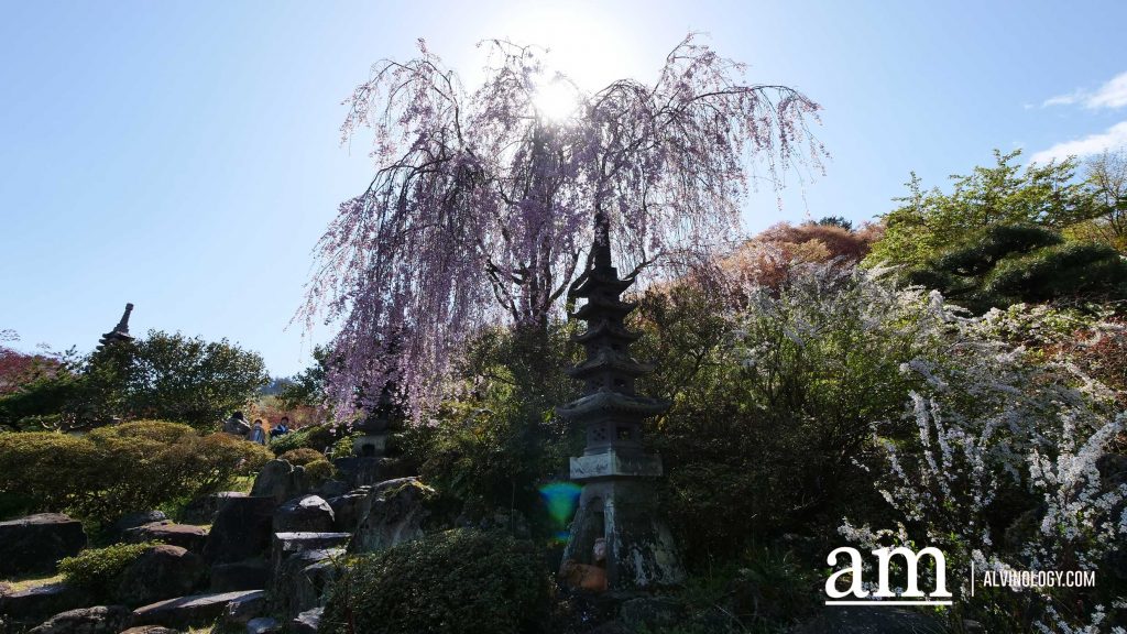 Tohoku, Japan: A Checklist of Hidden Gems to Visit During Cherry Blossom Season Tohoku, Japan: A Checklist of Hidden Gems to Visit During Cherry Blossom Season - Alvinology