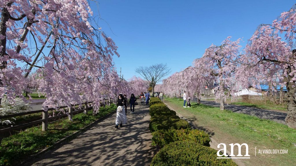 Tohoku, Japan: A Checklist of Hidden Gems to Visit During Cherry Blossom Season Tohoku, Japan: A Checklist of Hidden Gems to Visit During Cherry Blossom Season - Alvinology