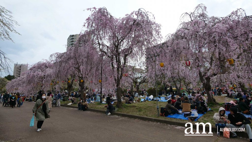 Tohoku, Japan: A Checklist of Hidden Gems to Visit During Cherry Blossom Season Tohoku, Japan: A Checklist of Hidden Gems to Visit During Cherry Blossom Season - Alvinology