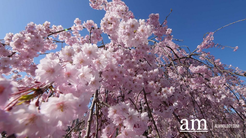 Tohoku, Japan: A Checklist of Hidden Gems to Visit During Cherry Blossom Season Tohoku, Japan: A Checklist of Hidden Gems to Visit During Cherry Blossom Season - Alvinology
