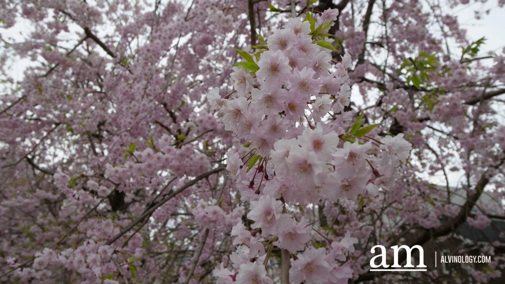 Tohoku, Japan: A Checklist of Hidden Gems to Visit During Cherry Blossom Season Tohoku, Japan: A Checklist of Hidden Gems to Visit During Cherry Blossom Season - Alvinology
