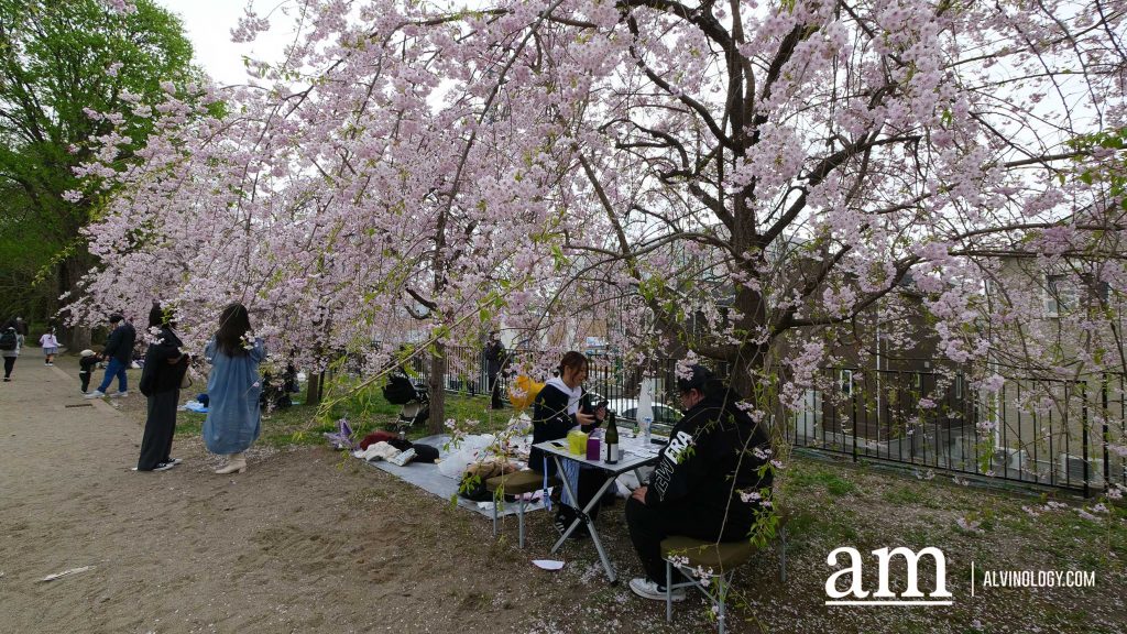 Tohoku, Japan: A Checklist of Hidden Gems to Visit During Cherry Blossom Season Tohoku, Japan: A Checklist of Hidden Gems to Visit During Cherry Blossom Season - Alvinology