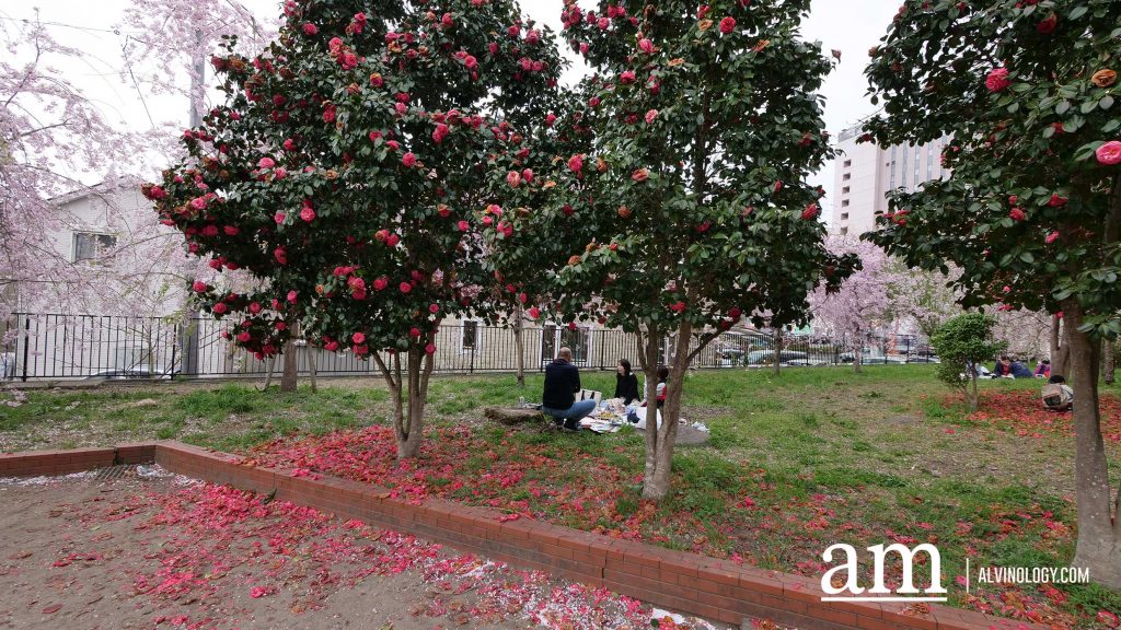 Tohoku, Japan: A Checklist of Hidden Gems to Visit During Cherry Blossom Season Tohoku, Japan: A Checklist of Hidden Gems to Visit During Cherry Blossom Season - Alvinology
