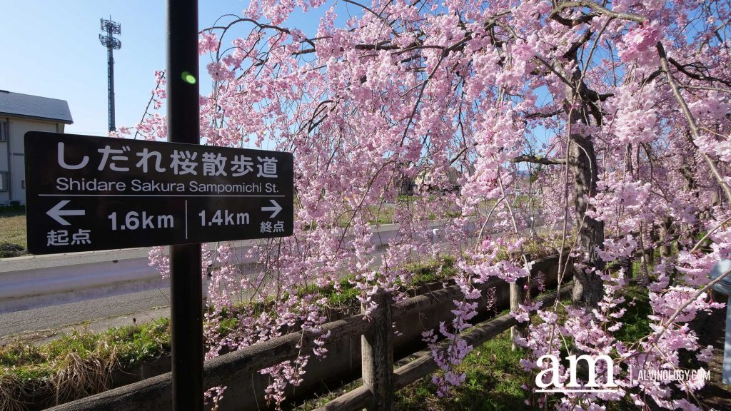 Tohoku, Japan: A Checklist of Hidden Gems to Visit During Cherry Blossom Season Tohoku, Japan: A Checklist of Hidden Gems to Visit During Cherry Blossom Season - Alvinology