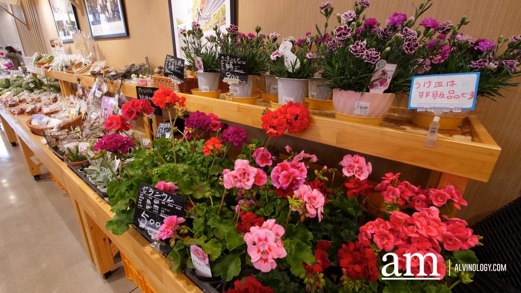 Tohoku, Japan: A Checklist of Hidden Gems to Visit During Cherry Blossom Season Tohoku, Japan: A Checklist of Hidden Gems to Visit During Cherry Blossom Season - Alvinology