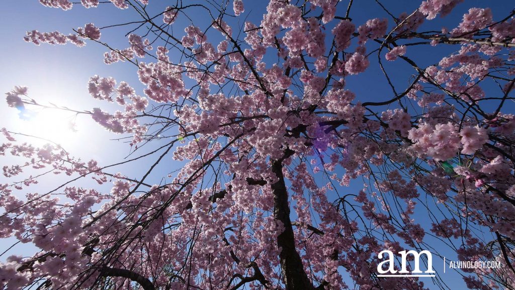 Tohoku, Japan: A Checklist of Hidden Gems to Visit During Cherry Blossom Season Tohoku, Japan: A Checklist of Hidden Gems to Visit During Cherry Blossom Season - Alvinology